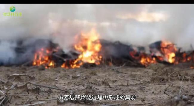 研究称烧秸秆能控制超级细菌传播